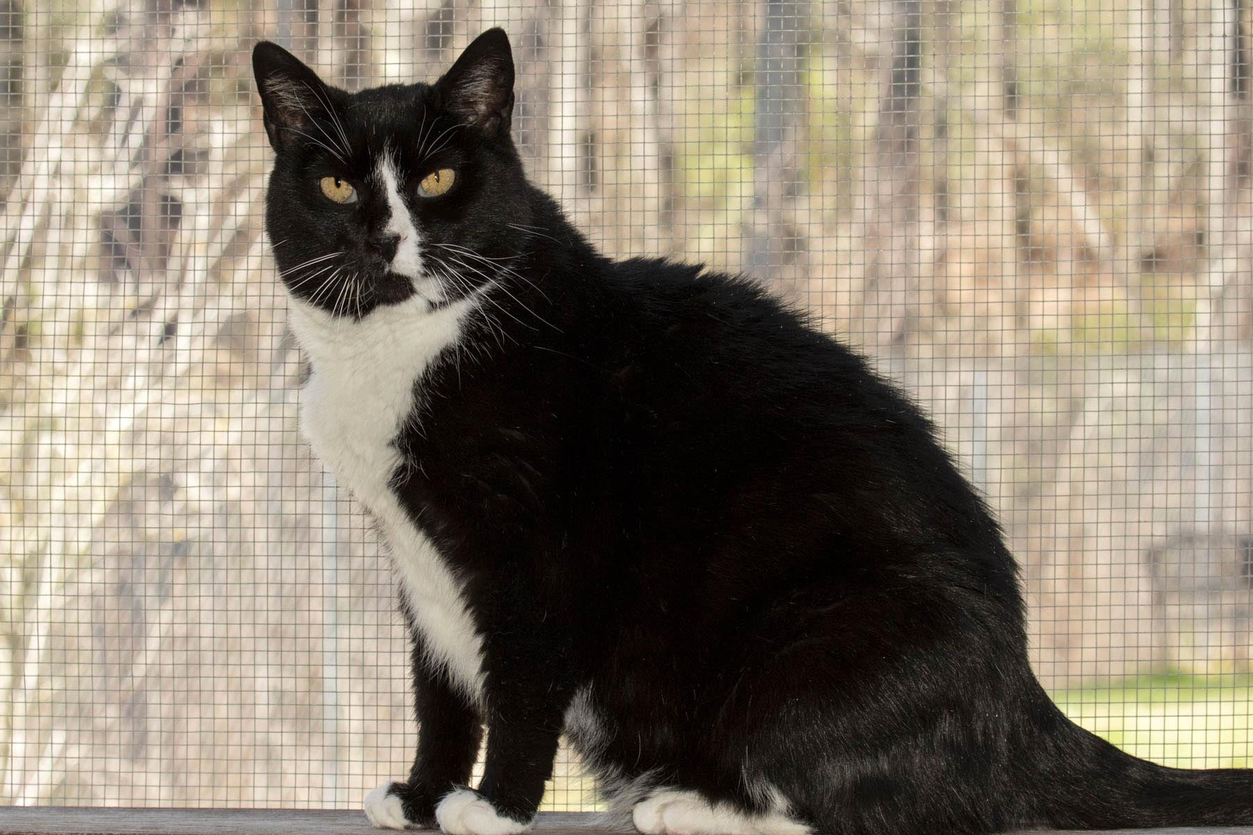 Sparky photo 3