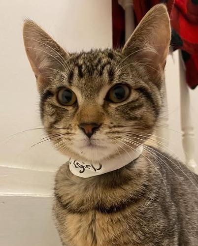 Enlarge Flo, an adopted Domestic Short Hair in Ontario, NY image 4/4