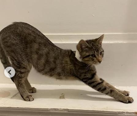 Enlarge Flo, an adopted Domestic Short Hair in Ontario, NY image 3/4