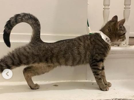 Enlarge Flo, an adopted Domestic Short Hair in Ontario, NY image 2/4