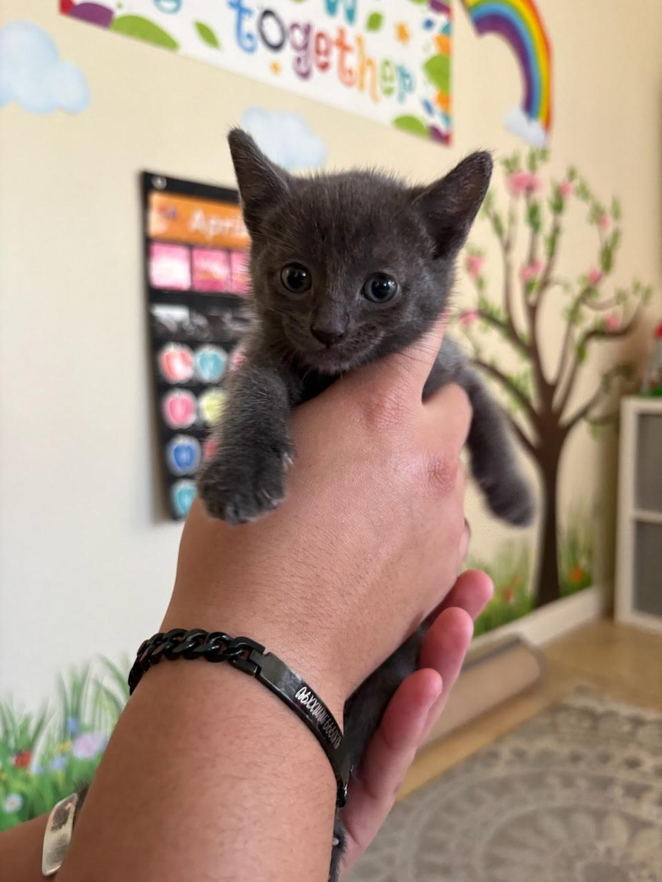 Woody, a Adoptable Domestic Short Hair in Long Beach, CA image 1/2