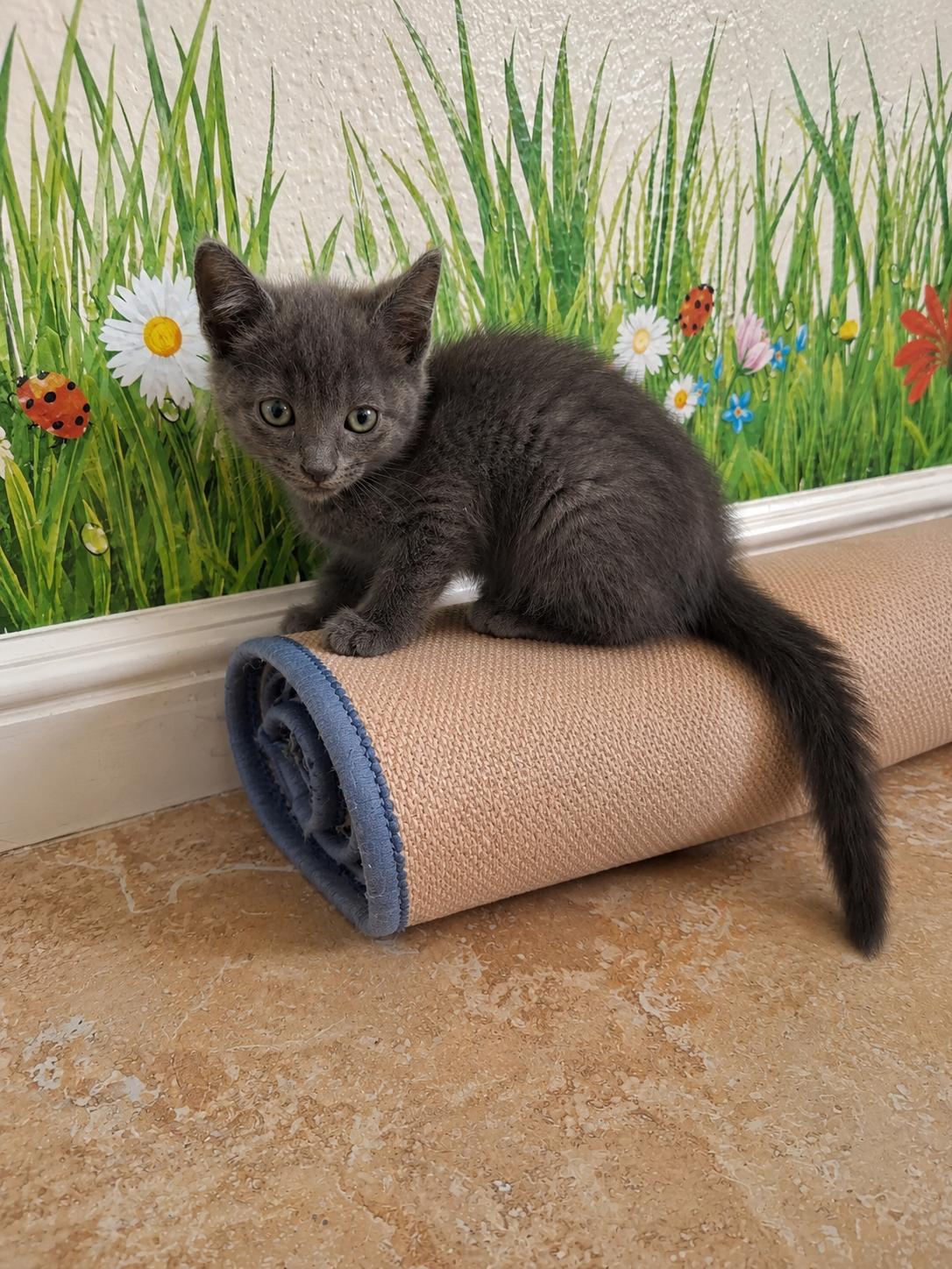 Woody, a Adoptable Domestic Short Hair in Long Beach, CA image 2/2