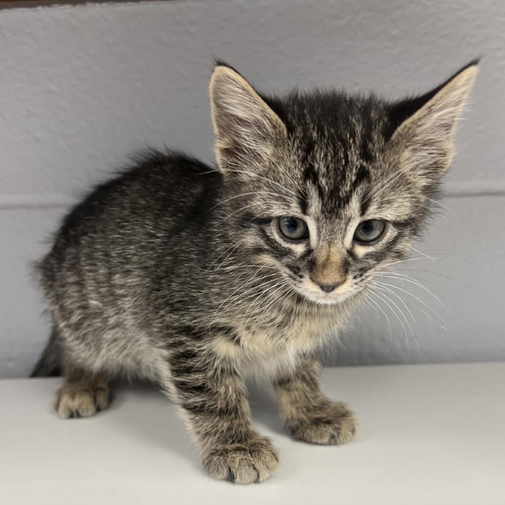Tot, a Adoptable mixed breed in Amarillo, TX image 1/3