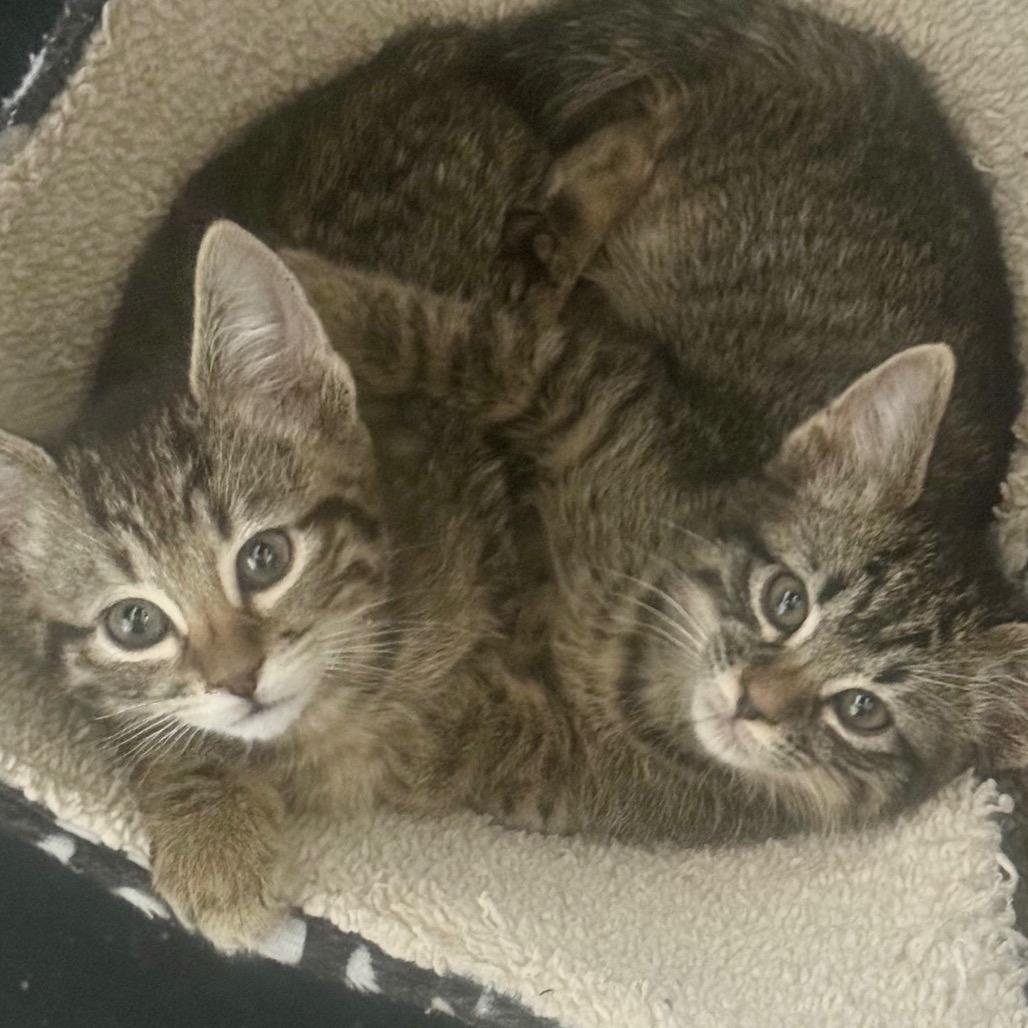 Tot, a Adoptable mixed breed in Amarillo, TX image 2/3