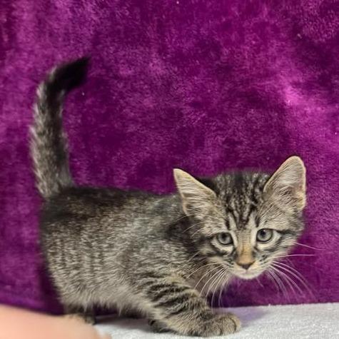 Tot, a Adoptable mixed breed in Amarillo, TX image 3/3