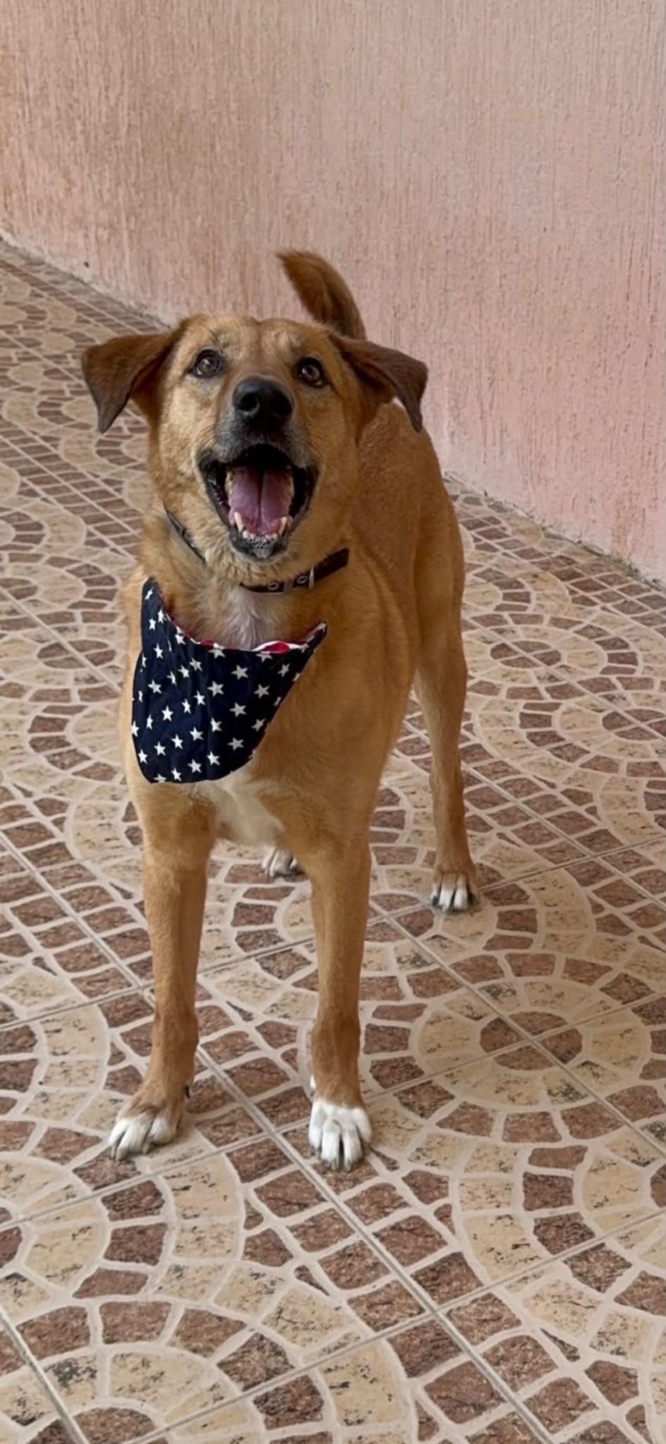Enlarge Karma, a Adoptable mixed breed in Wall Township, NJ image 4/5