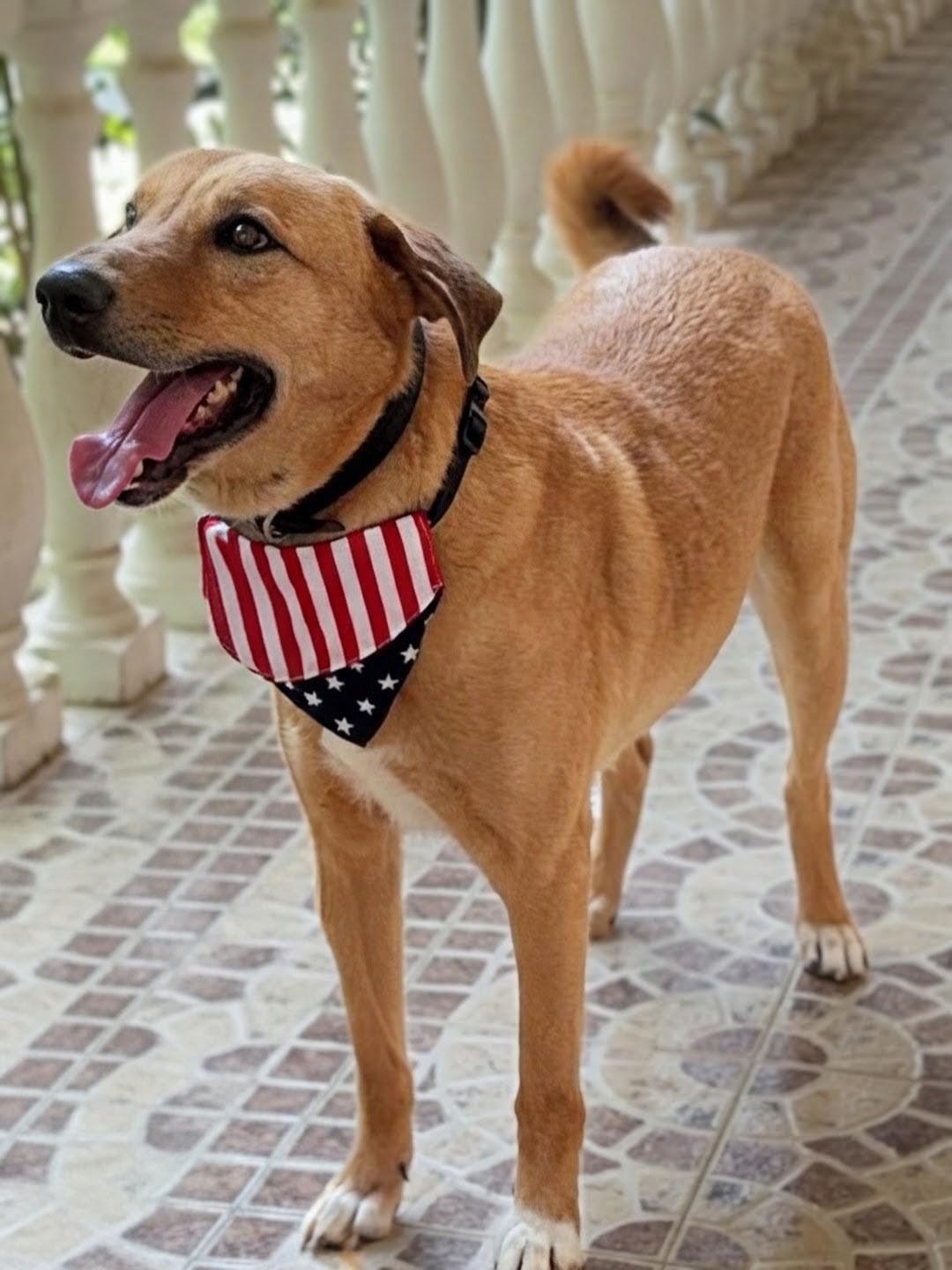 Karma, Adoptable, Adult Male Canaan Dog.
