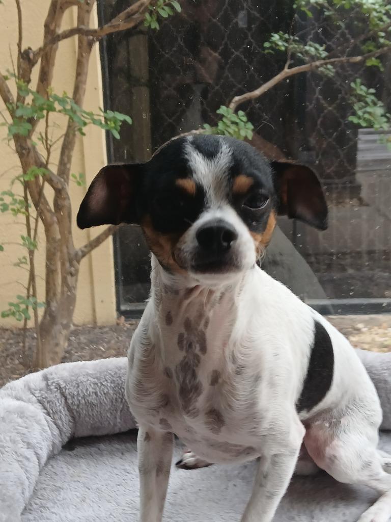 Elvis, a Adoptable Chihuahua in Fort Worth, TX image 4/6