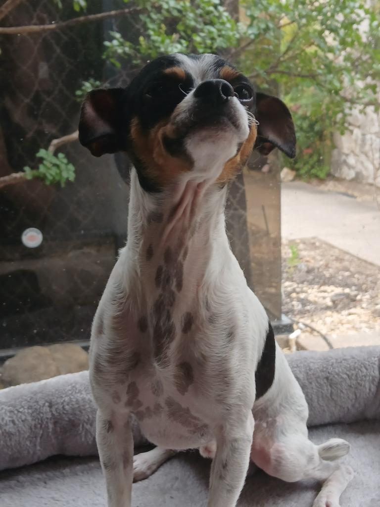 Elvis, a Adoptable Chihuahua in Fort Worth, TX image 5/6