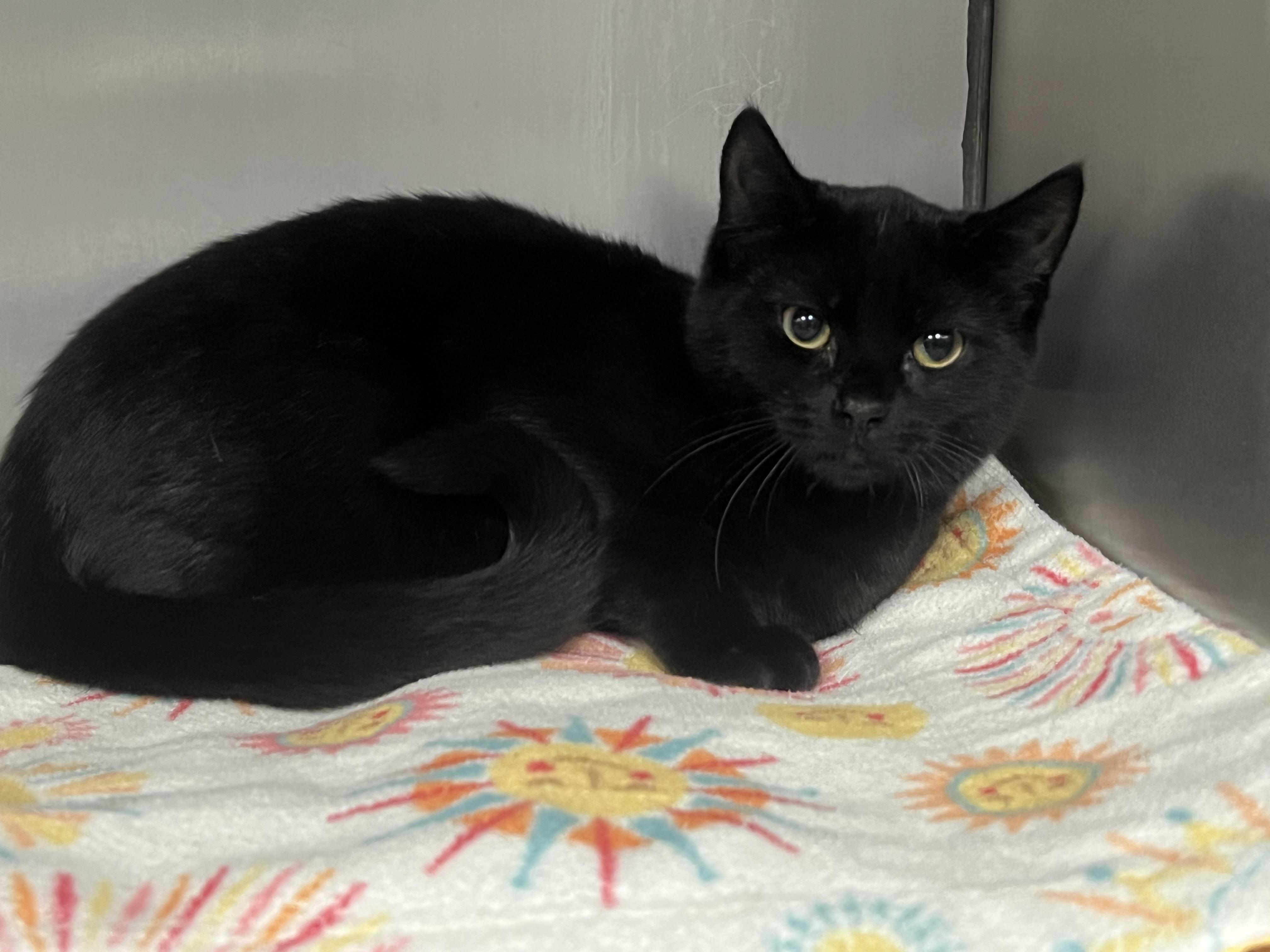 Wendell, Adoptable, Young Male Domestic Short Hair.