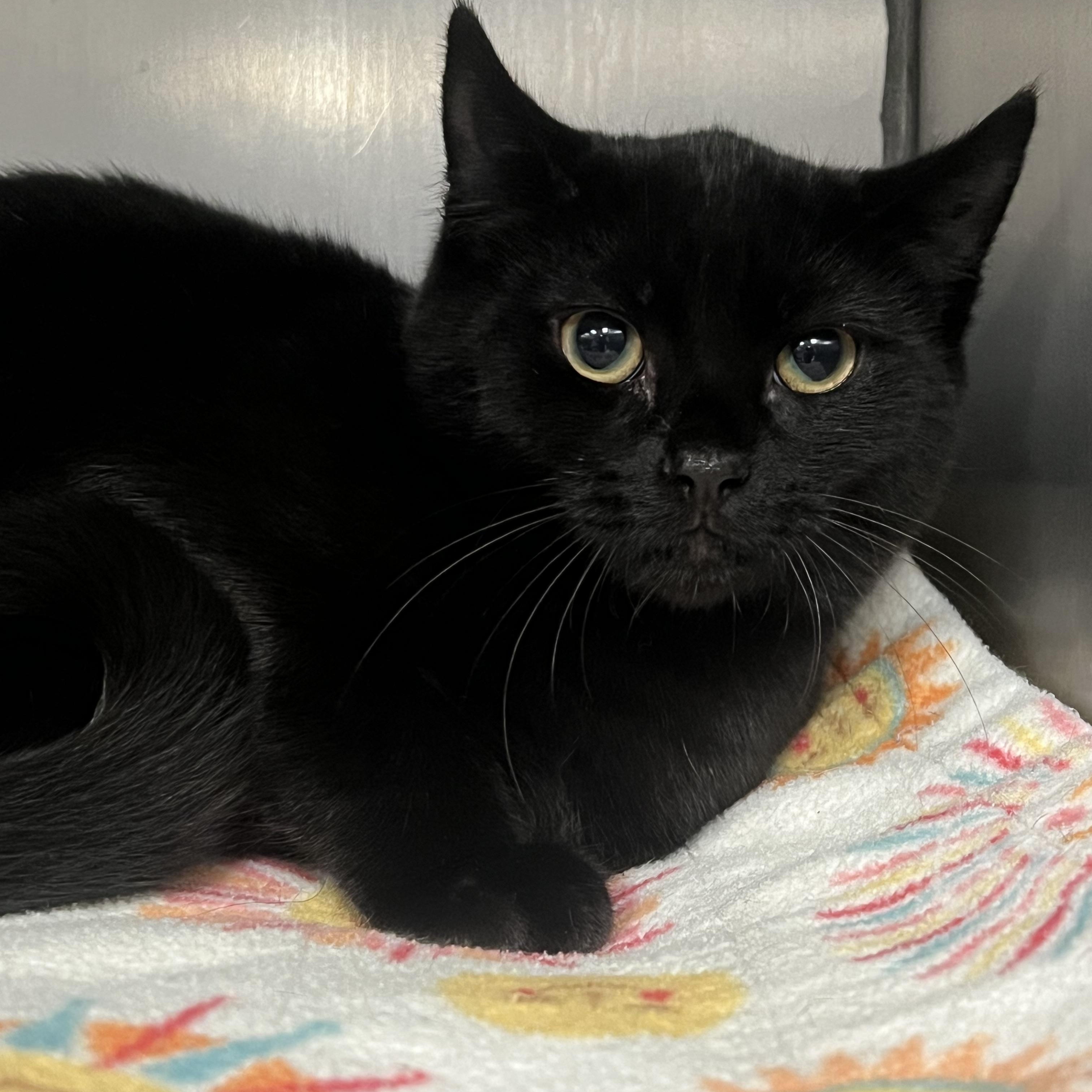 Wendell, a Adoptable Domestic Short Hair in Johnston, RI image 4/6