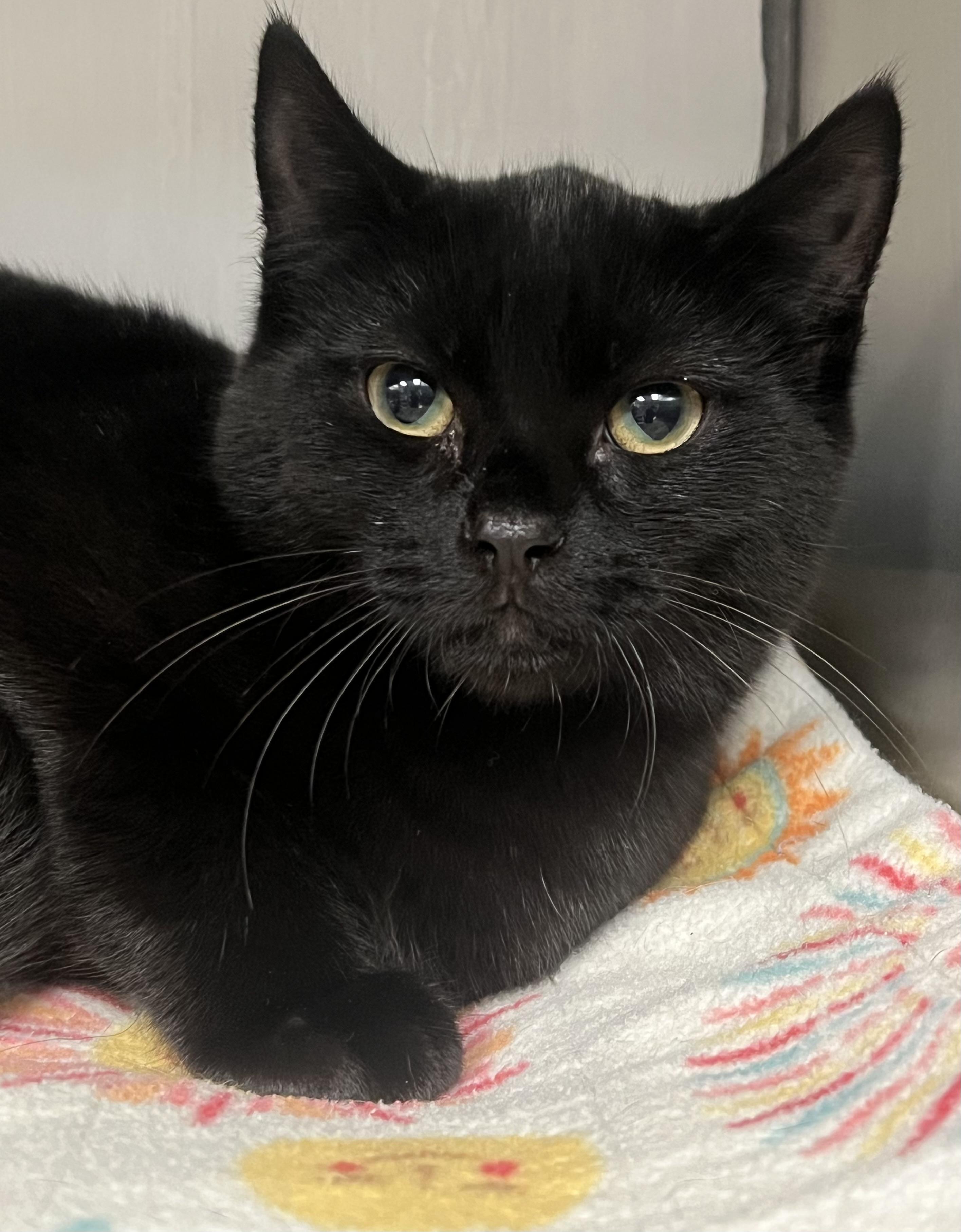 Wendell, a Adoptable Domestic Short Hair in Johnston, RI image 1/6