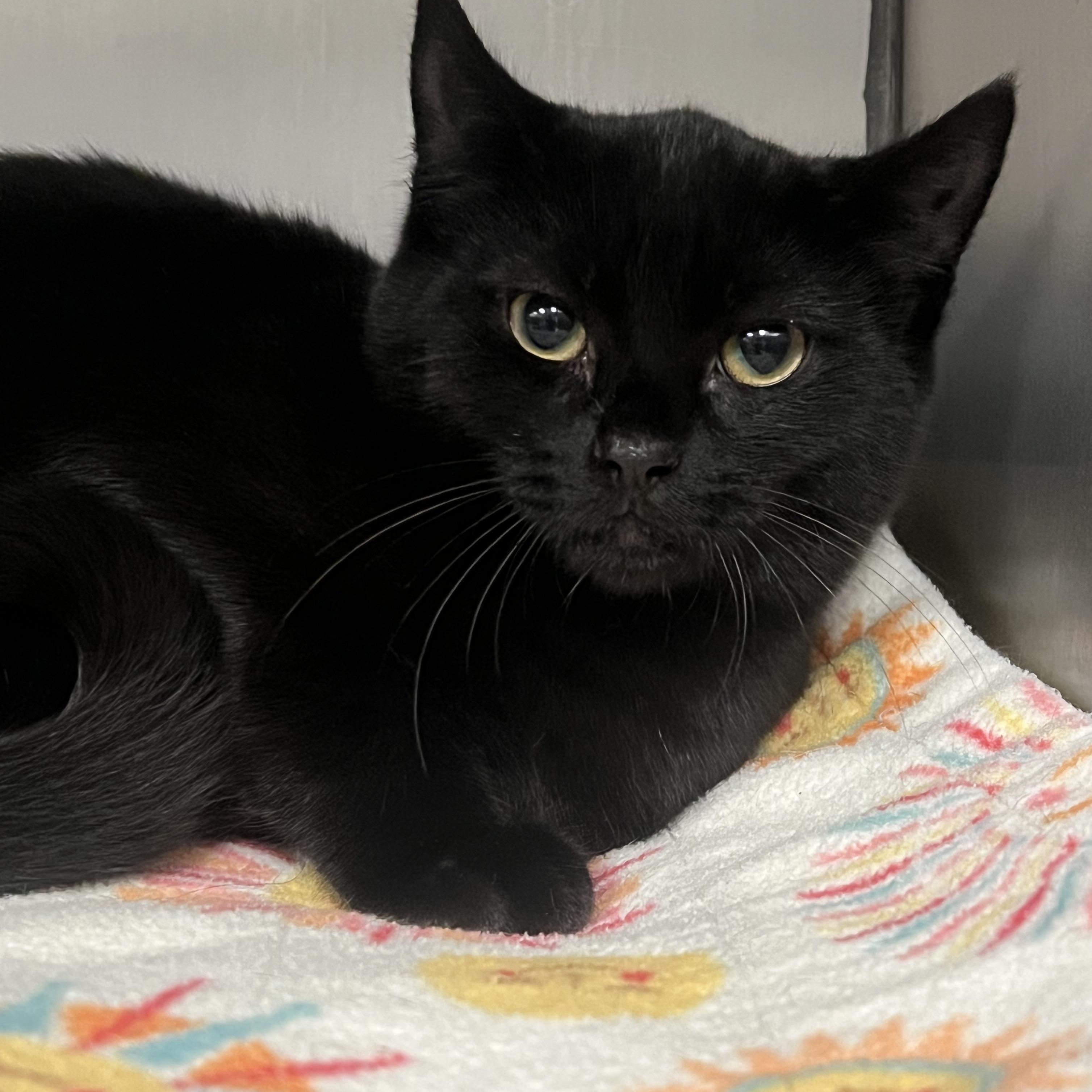 Wendell, a Adoptable Domestic Short Hair in Johnston, RI image 3/6