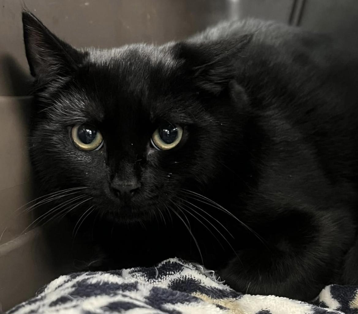 Wendell, a Adoptable Domestic Short Hair in Johnston, RI image 6/6