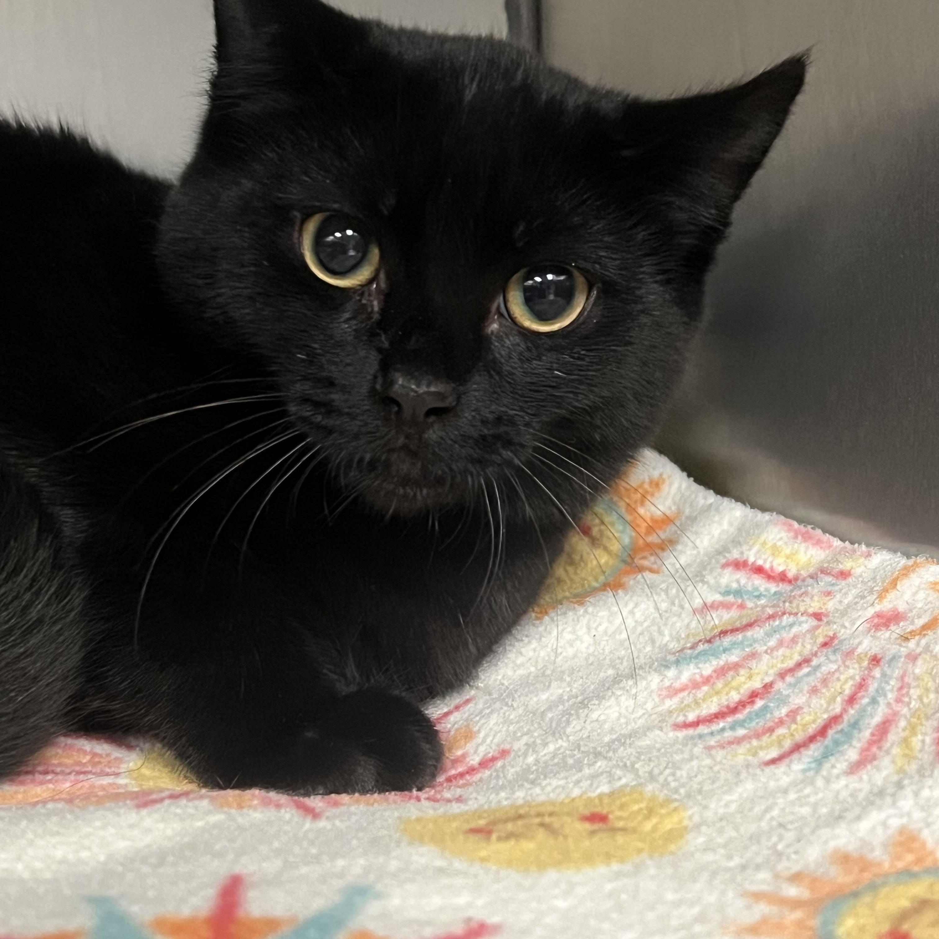 Wendell, a Adoptable Domestic Short Hair in Johnston, RI image 5/6