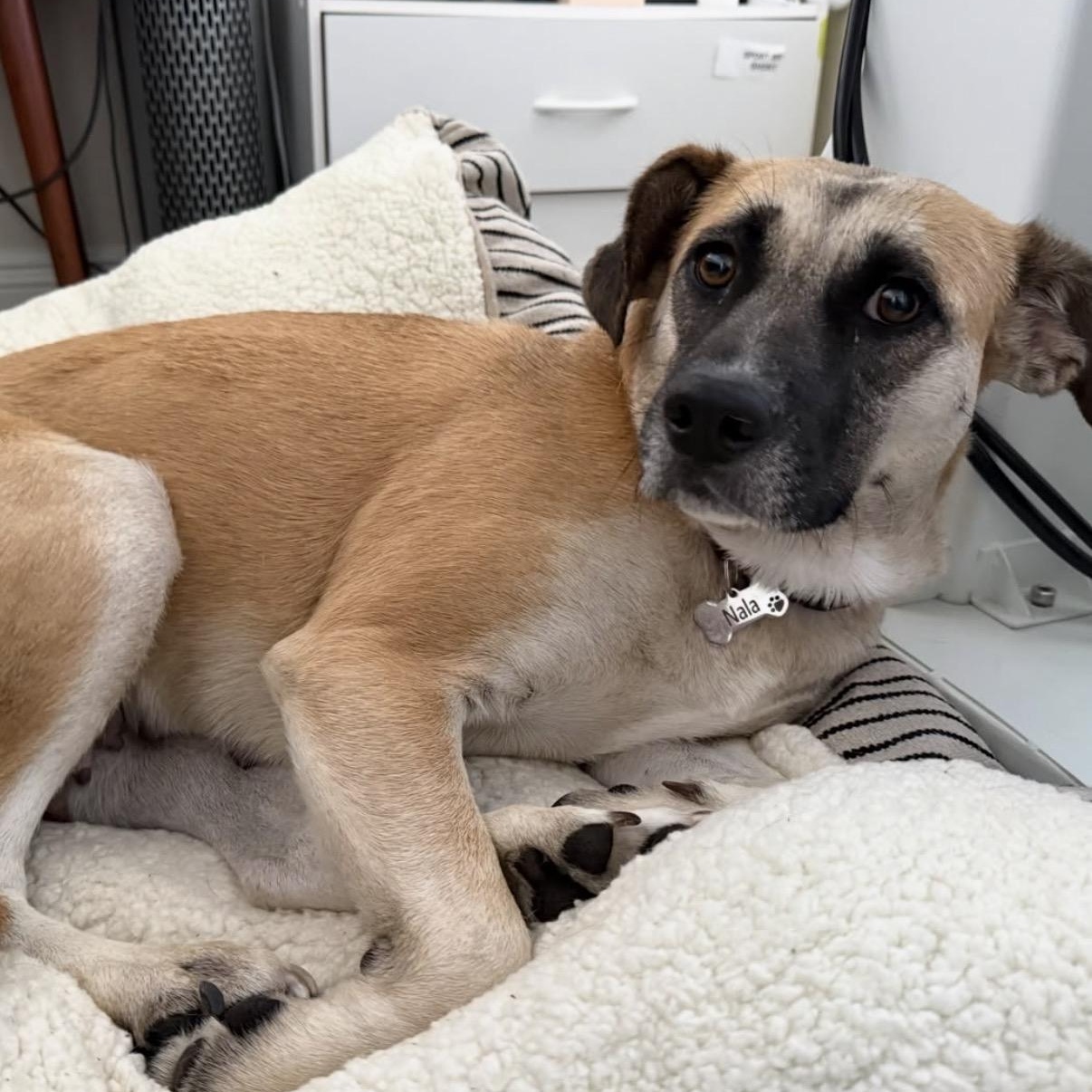 Enlarge Nova, a Adoptable mixed breed in Westlake Village, CA image 3/6