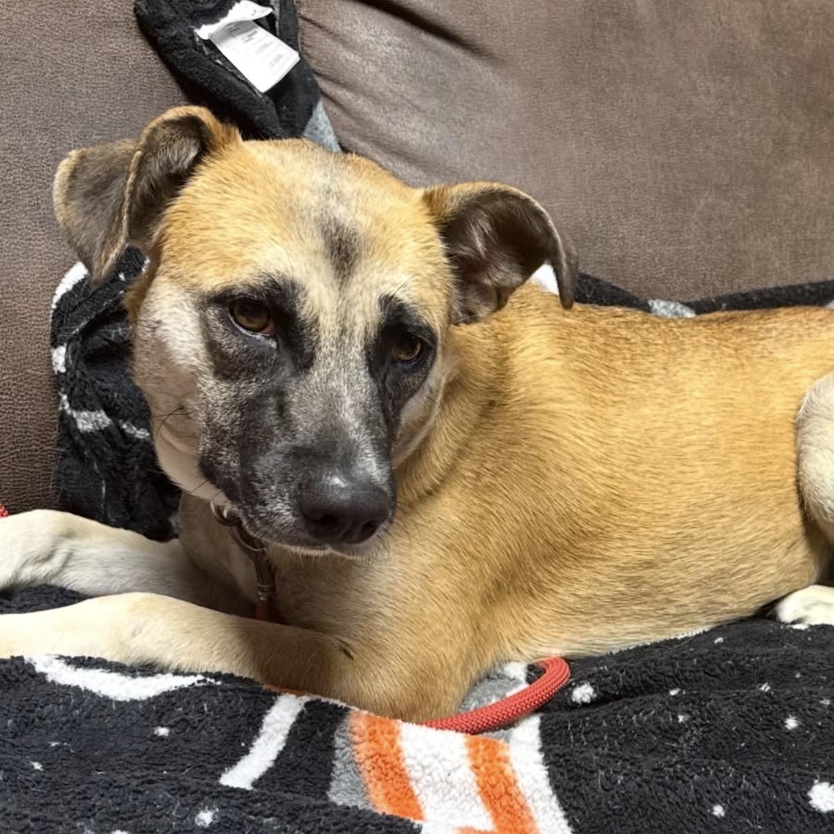 Enlarge Nova, a Adoptable mixed breed in Westlake Village, CA image 5/6
