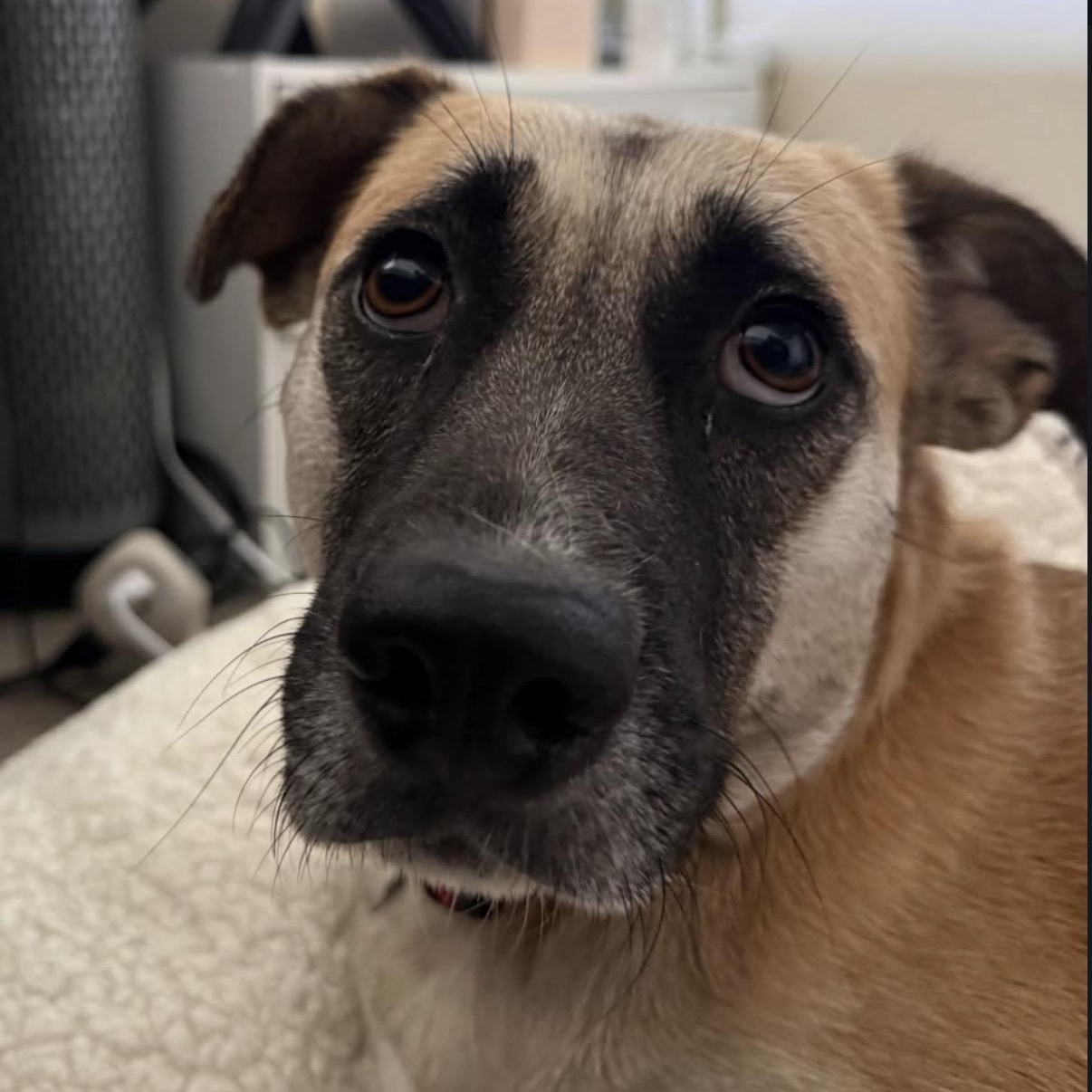 Enlarge Nova, a Adoptable mixed breed in Westlake Village, CA image 2/6