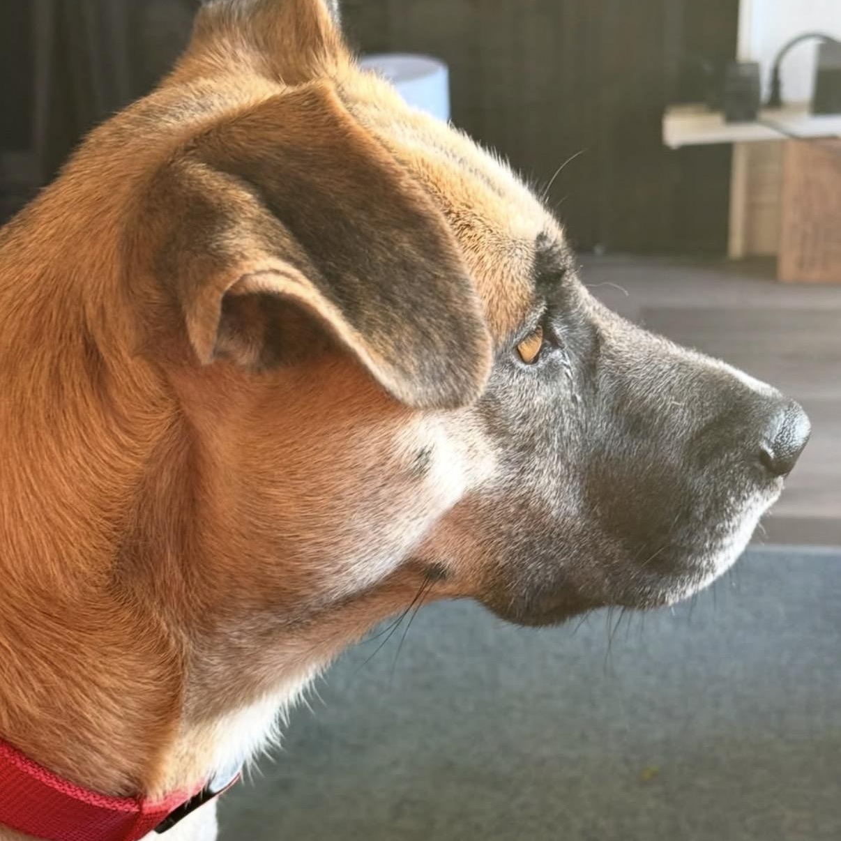 Enlarge Nova, a Adoptable mixed breed in Westlake Village, CA image 4/6