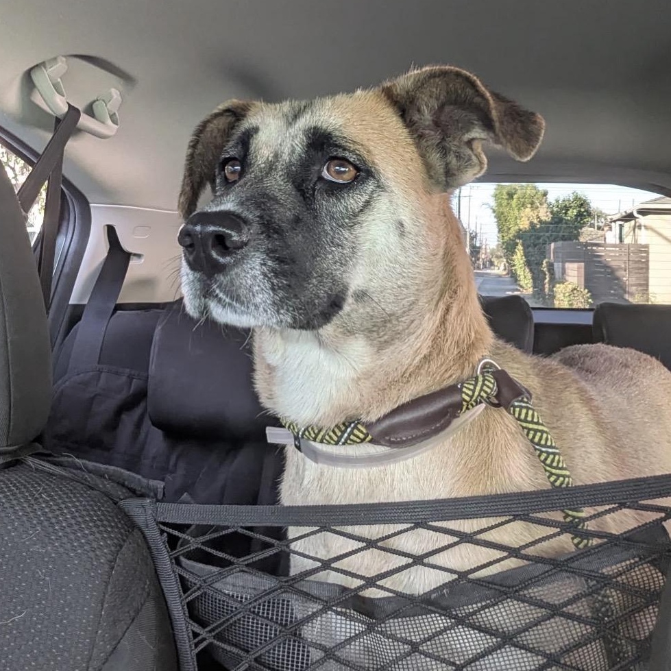 Enlarge Nova, a Adoptable mixed breed in Westlake Village, CA image 6/6