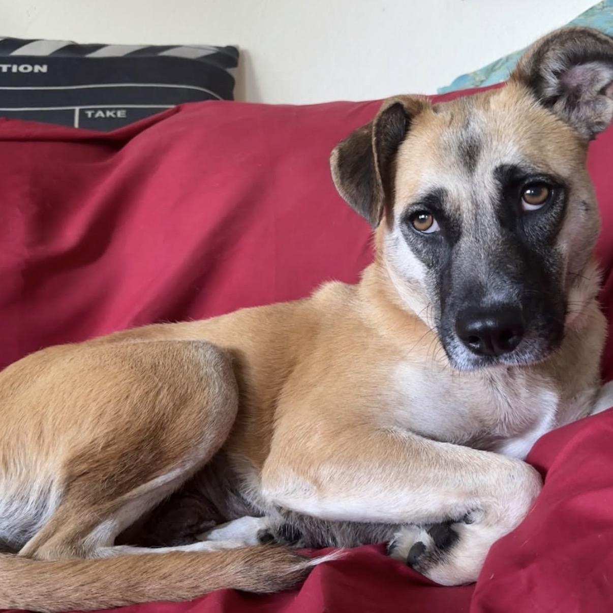 Enlarge Nova, a Adoptable mixed breed in Westlake Village, CA image 1/6