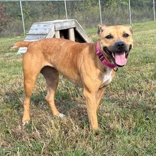 Enlarge Cassidy, a Adoptable Pit Bull Terrier in Bristol, IN image 1/4