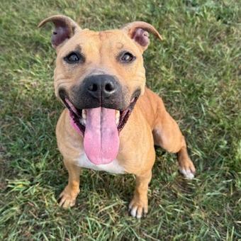Enlarge Cassidy, a Adoptable Pit Bull Terrier in Bristol, IN image 2/4