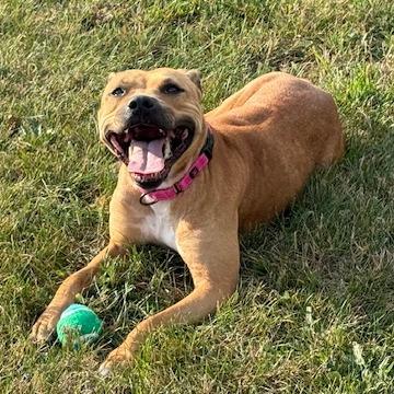 Enlarge Cassidy, a Adoptable Pit Bull Terrier in Bristol, IN image 4/4