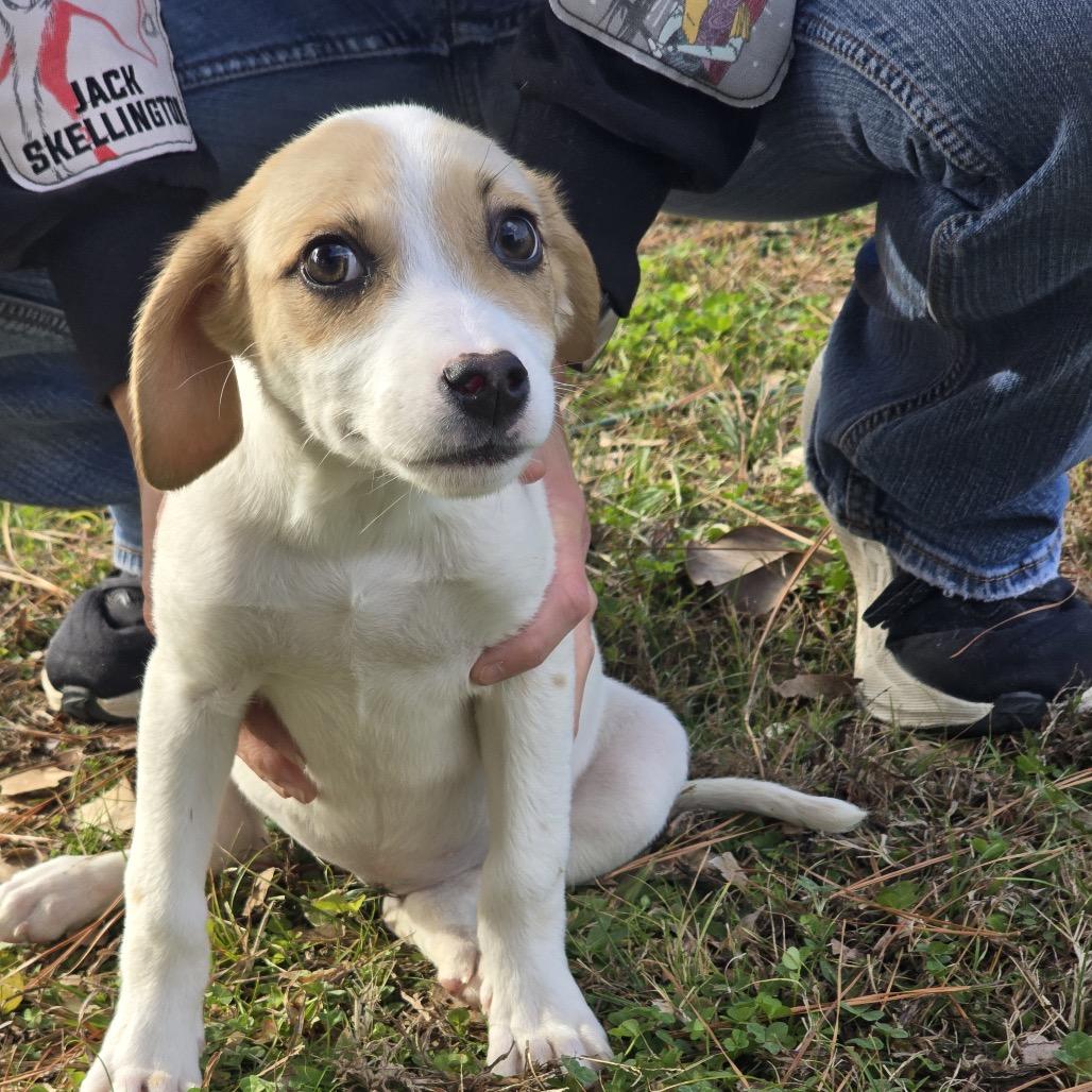 Enlarge Ellie (in PA), a Adoptable Beagle in Huntsville, AL image 1/6