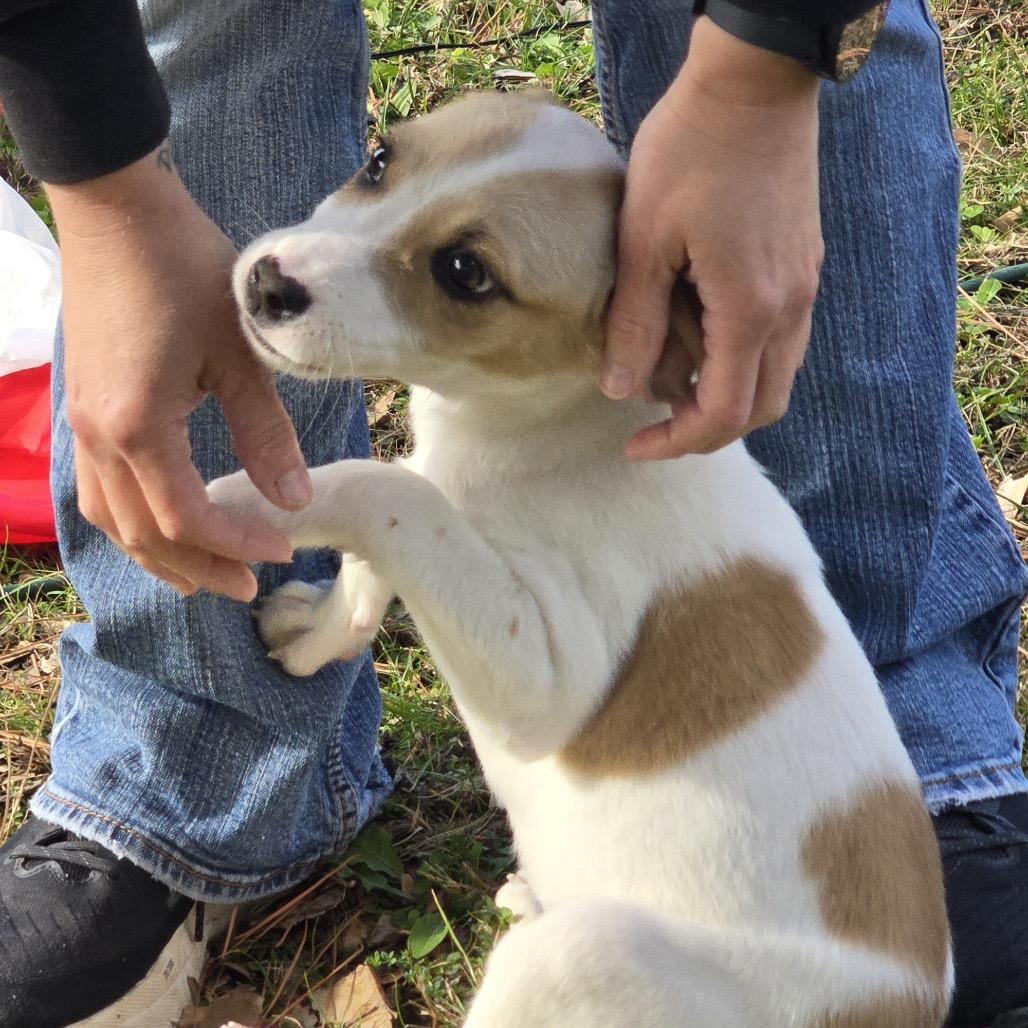 Enlarge Ellie (in PA), a Adoptable Beagle in Huntsville, AL image 2/6