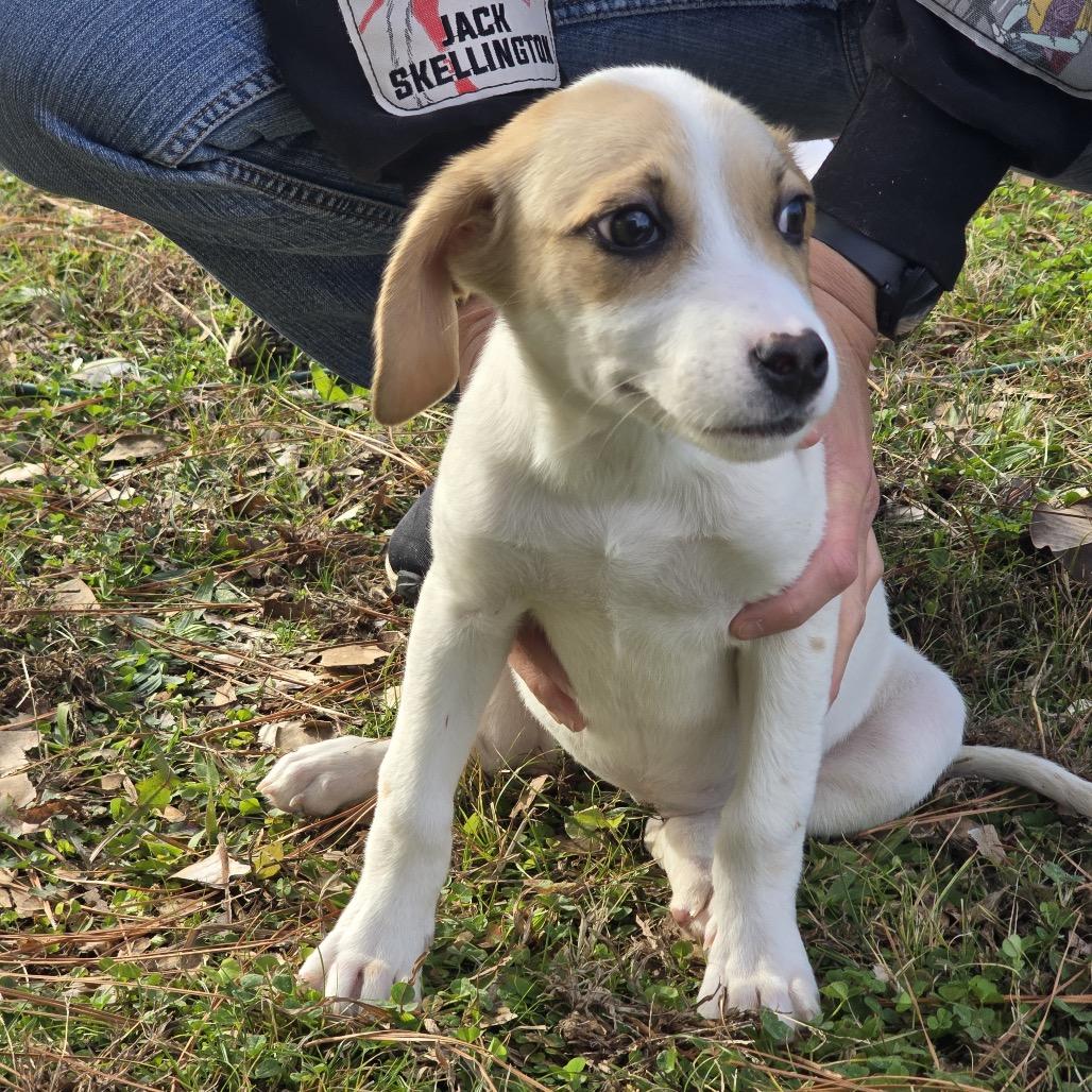 Enlarge Ellie (in PA), a Adoptable Beagle in Huntsville, AL image 4/6