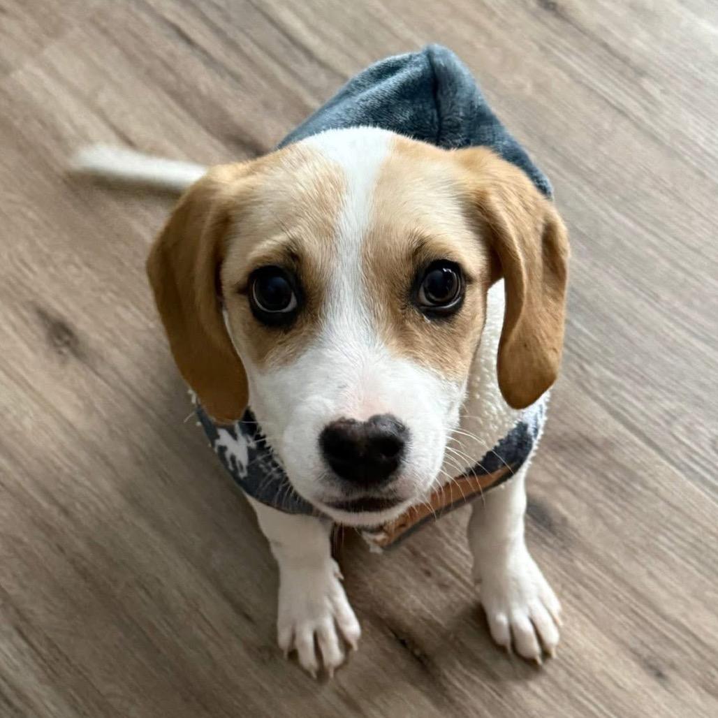 Ellie (in PA), a Adoptable Beagle in Shoemakersville, PA image 5/6