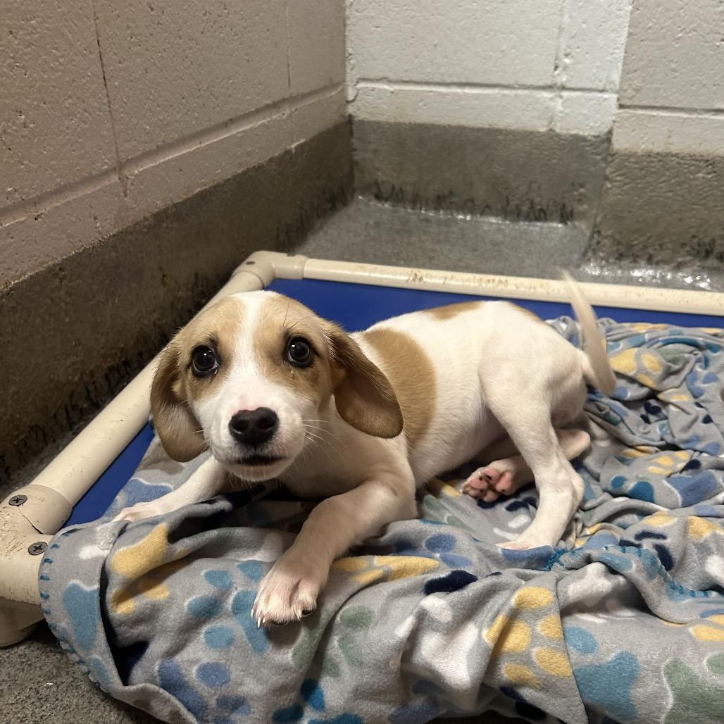 Enlarge Ellie (in PA), a Adoptable Beagle in Huntsville, AL image 5/6