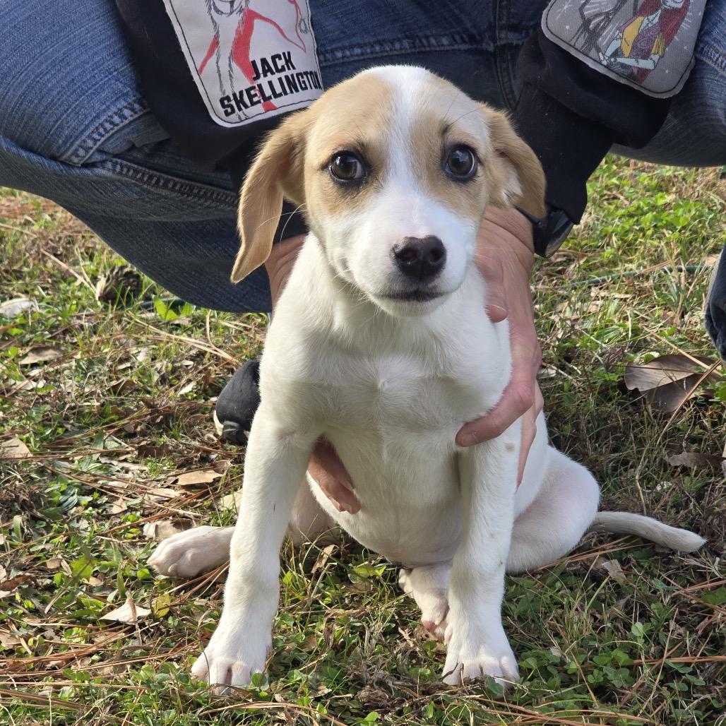 Enlarge Ellie (in PA), a Adoptable Beagle in Huntsville, AL image 6/6