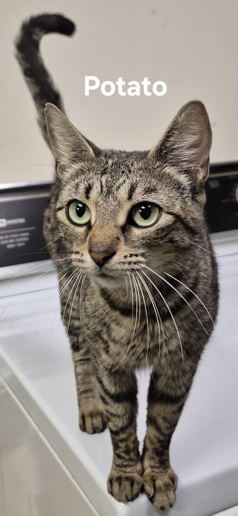 Potato, Adopted, Young Female Domestic Short Hair.