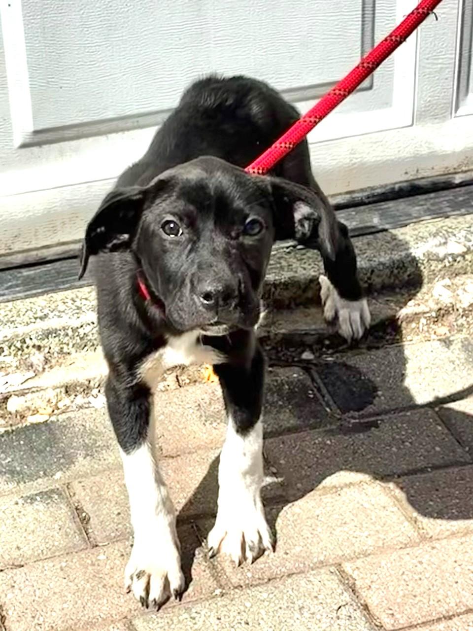 Gabbee, Adoptable, Puppy Female Retriever.