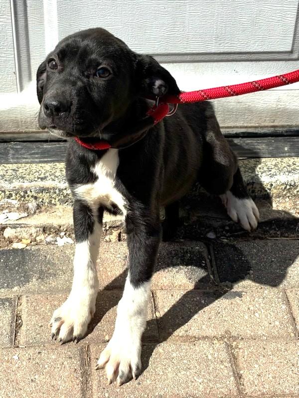 Enlarge Gabbee, a Adoptable mixed breed in West Chicago, IL image 3/3