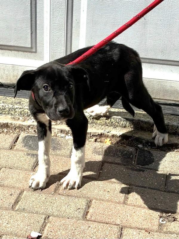 Enlarge Gabbee, a Adoptable mixed breed in West Chicago, IL image 2/3