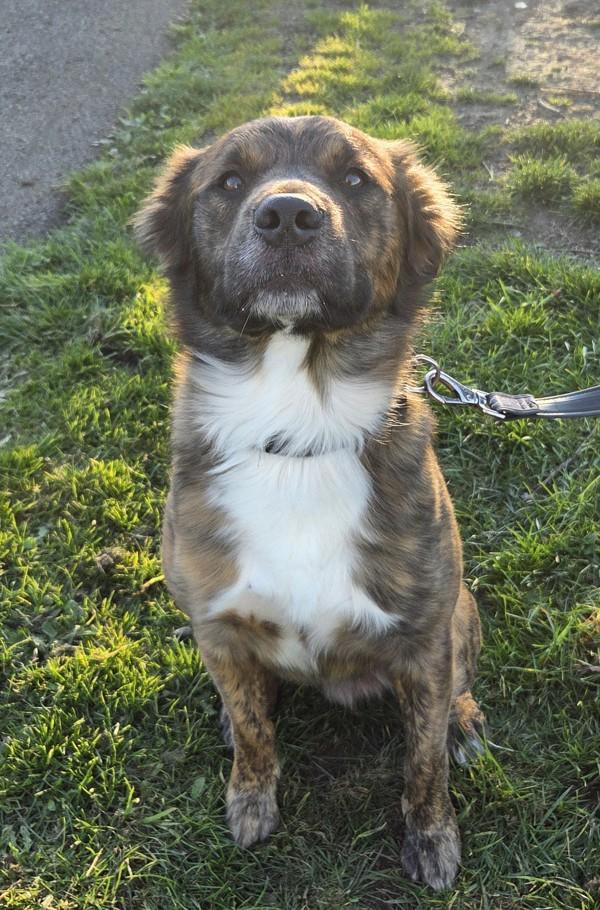 Buddy, Adoptable, Adult Male Labrador Retriever & German Shepherd Dog.