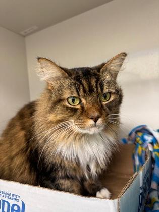 Kiki, Adopted, Senior Female Domestic Long Hair.