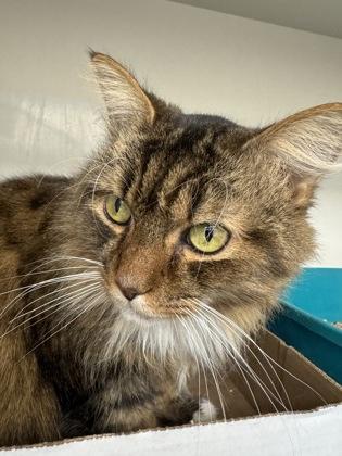 Enlarge Kiki, a Adopted Domestic Long Hair in Lewiston, ME image 3/3