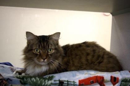 Enlarge Kiki, a Adopted Domestic Long Hair in Lewiston, ME image 2/3