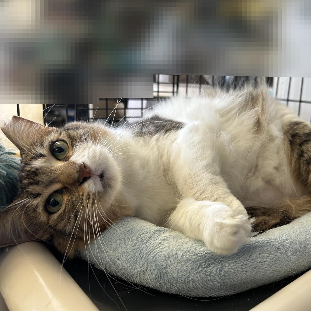 Luma (formerly Ma'am), Adoptable, Adult Female Domestic Short Hair.