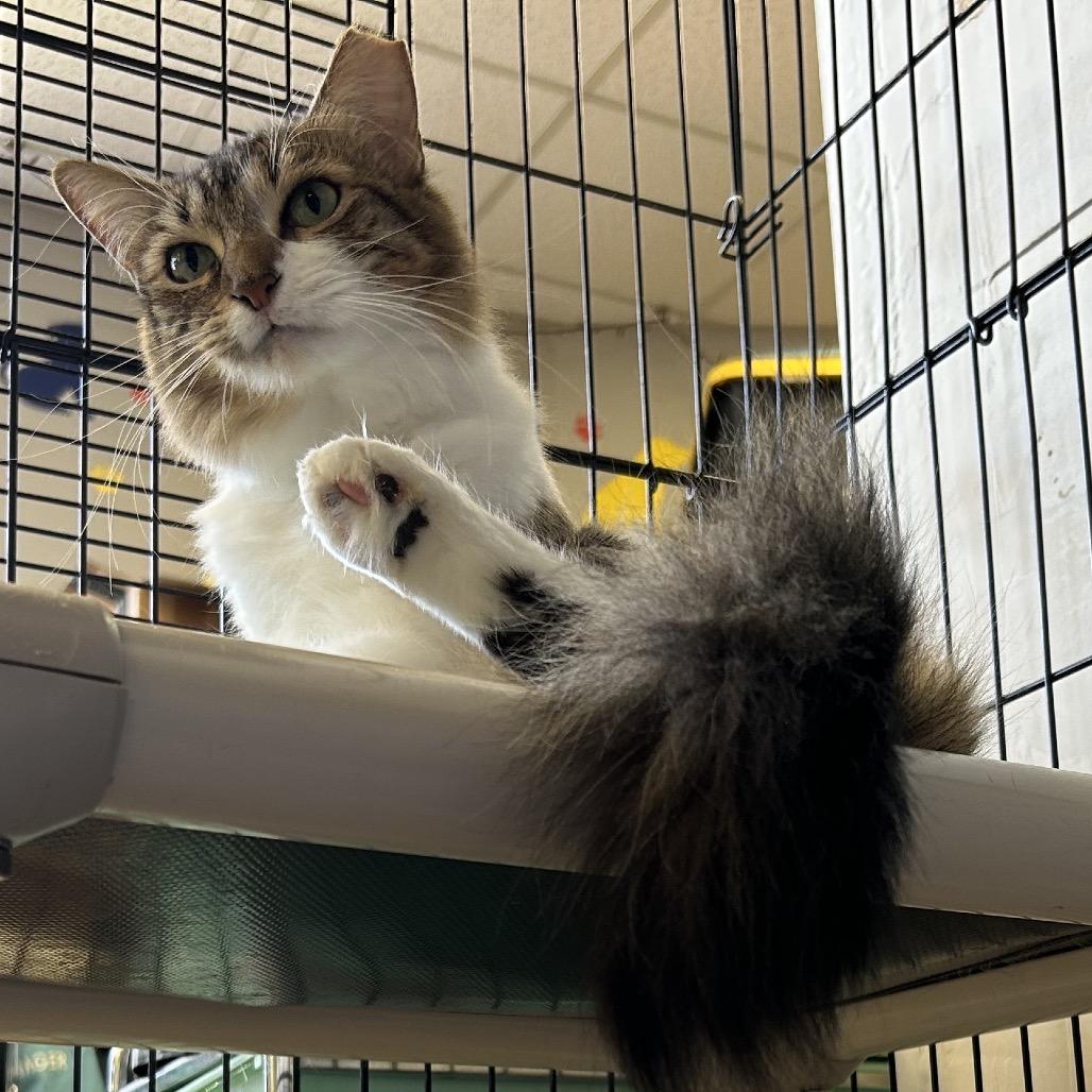 Enlarge Luma (formerly Ma'am), a Adoptable Domestic Short Hair in Webster, TX image 2/3