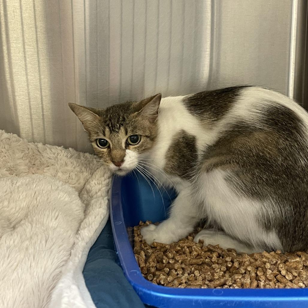 Enlarge Luma (formerly Ma'am), a Adoptable Domestic Short Hair in Webster, TX image 3/3