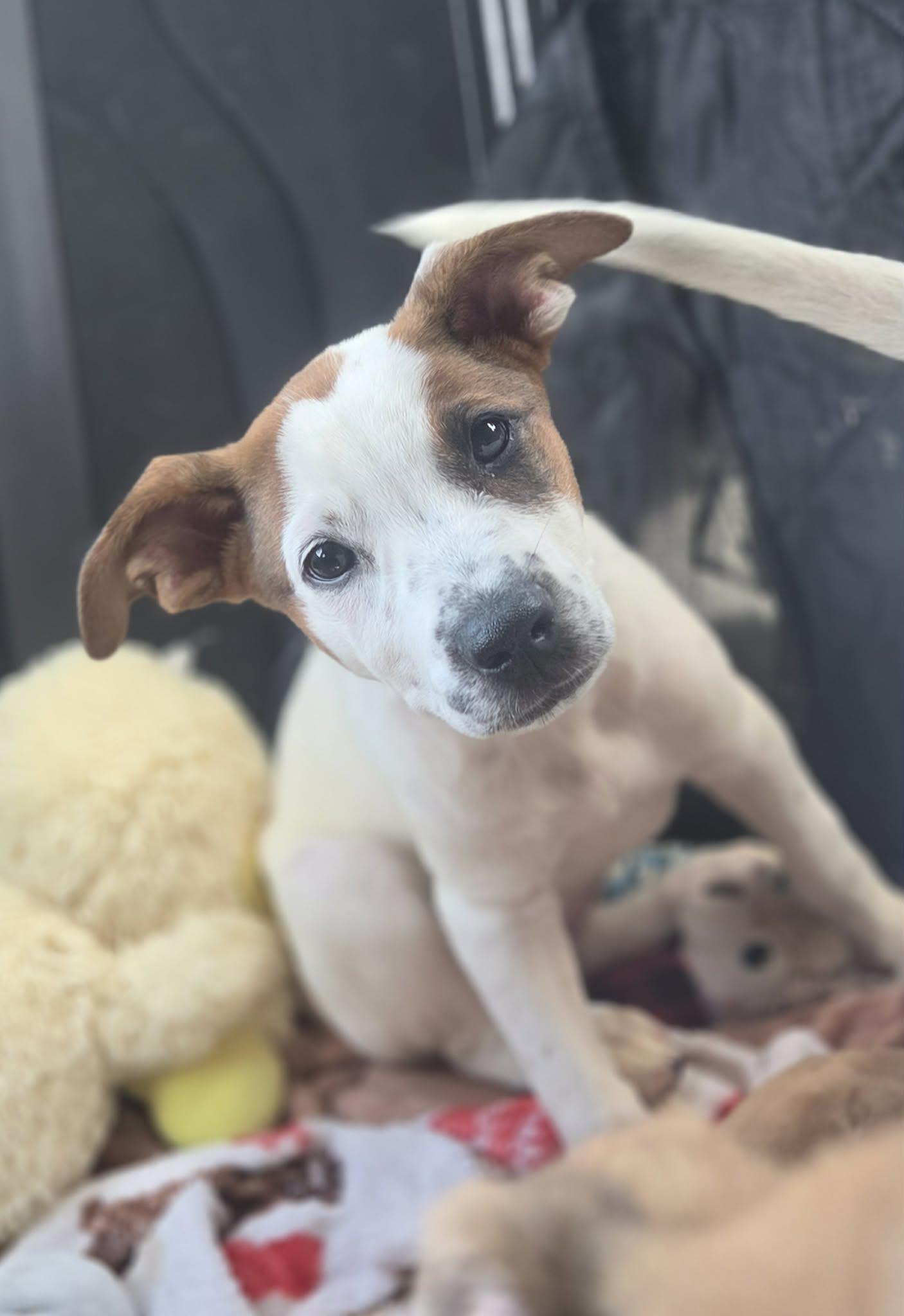 Lyric, Adoptable, Puppy Female English Pointer & Shepherd.