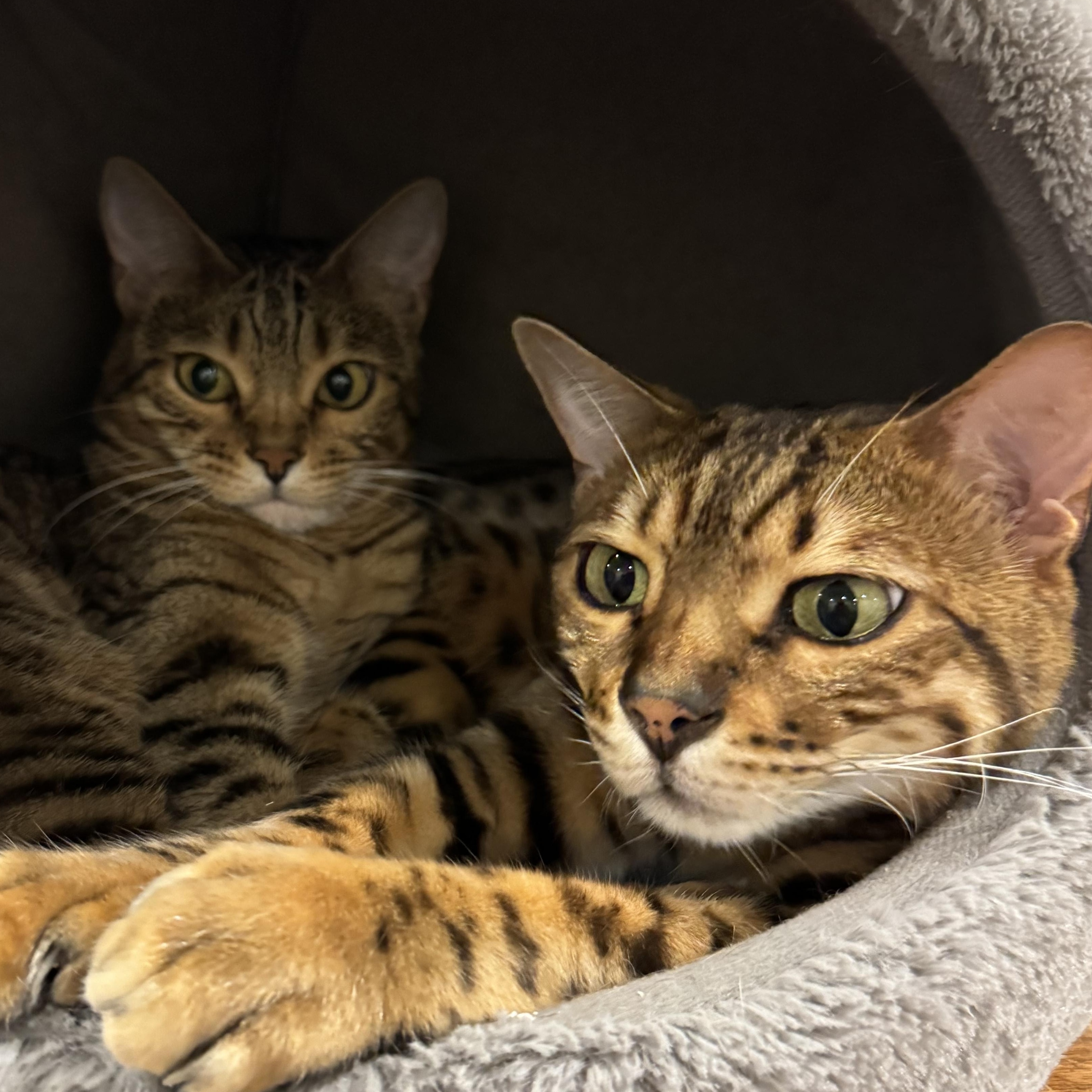 Timmie & Essie (Brother & Sister)