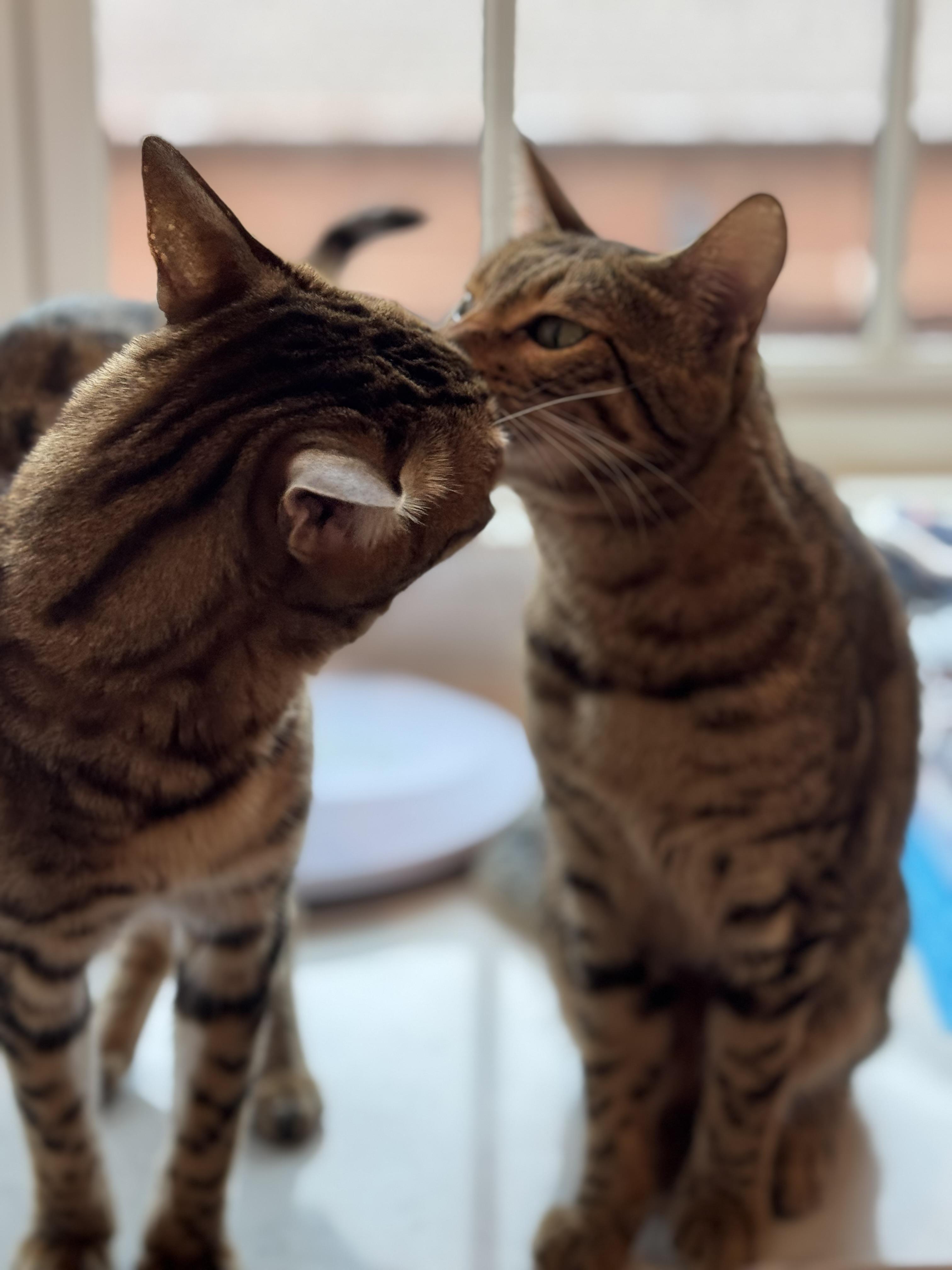 Timmie & Essie (Brother & Sister)