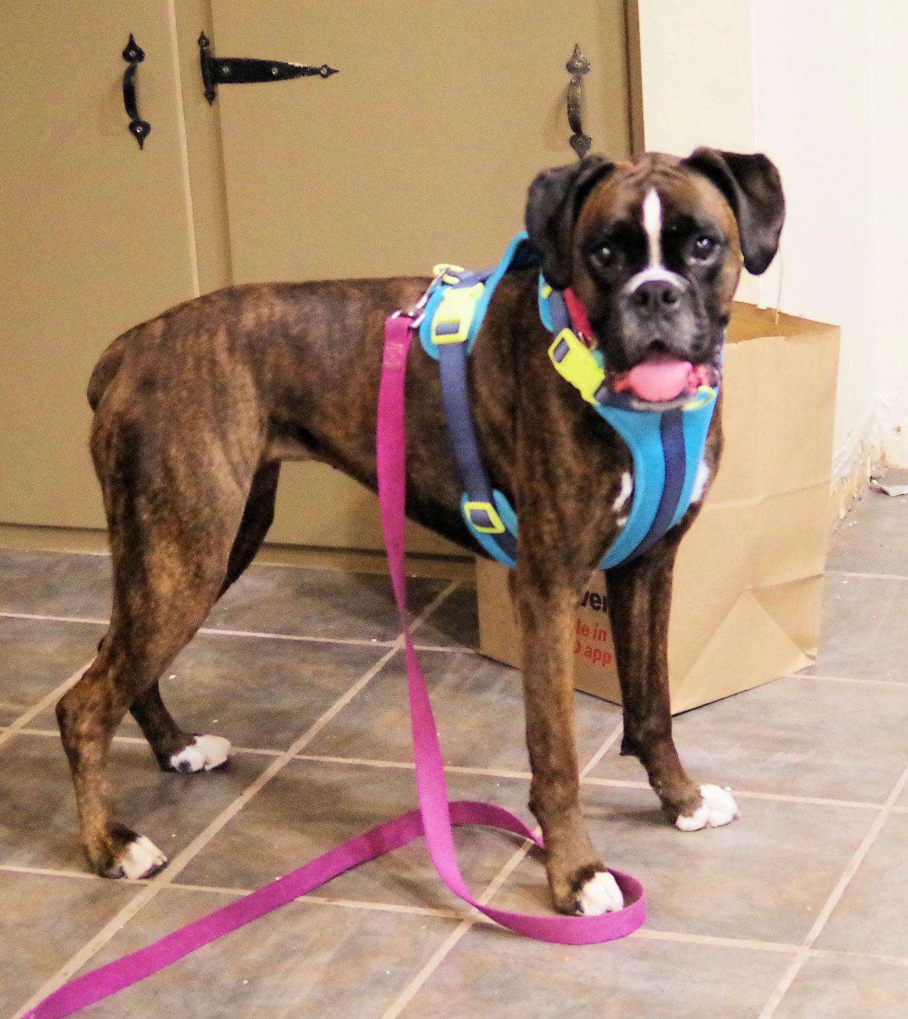 Enlarge NUTMEG, a ADOPTABLE Boxer in Kuna, ID image 2/6