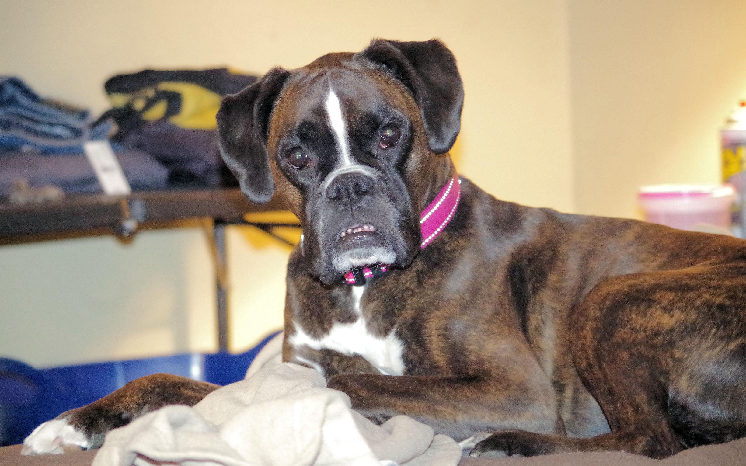 Enlarge NUTMEG, a ADOPTABLE Boxer in Kuna, ID image 6/6